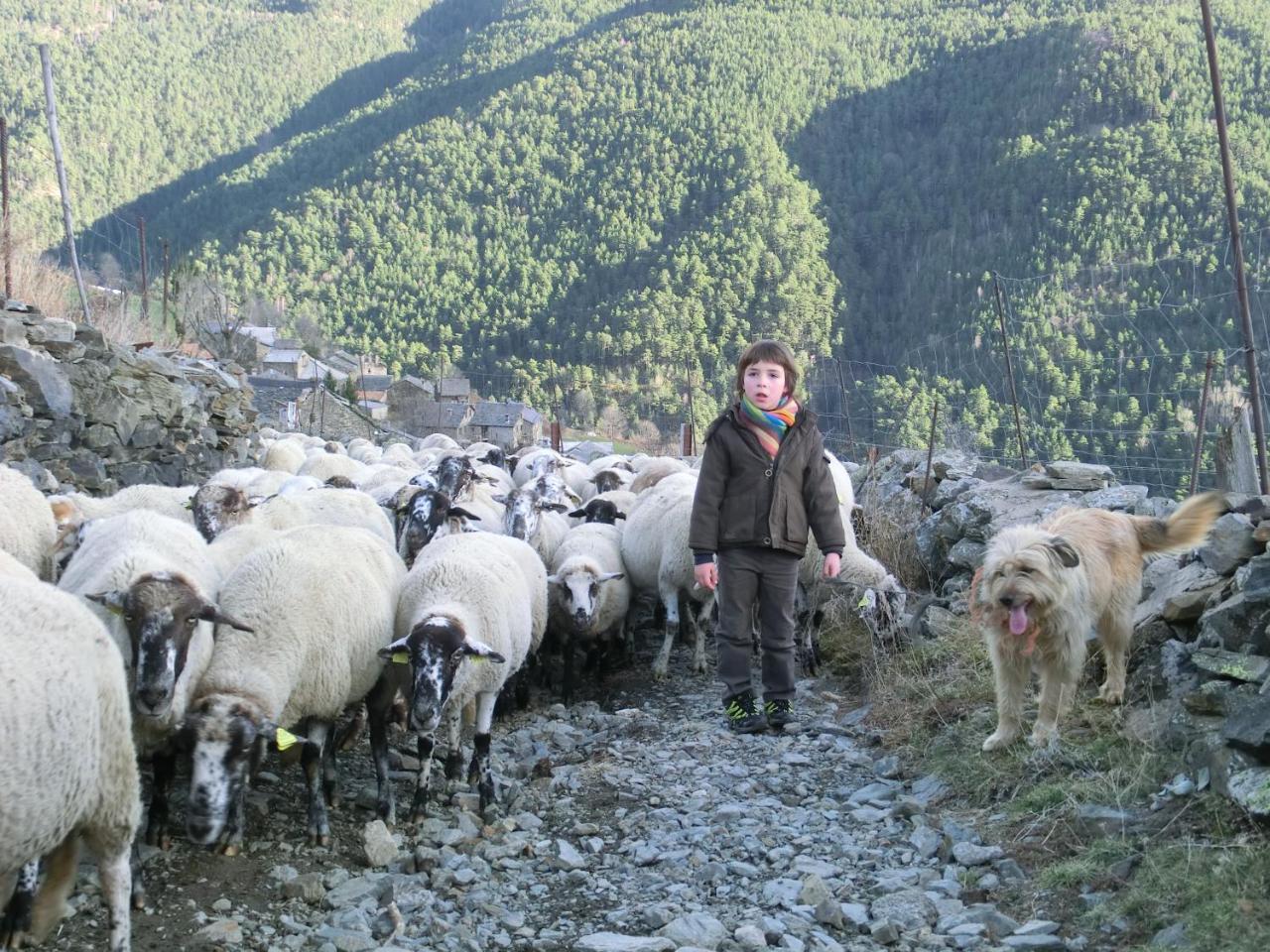 Allotjament Taga Ribes De Freser Dış mekan fotoğraf